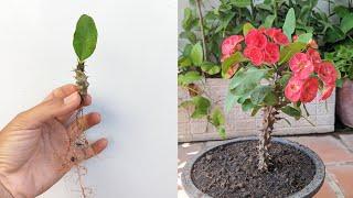 unique way to grow Euphorbia Geroldii by cutting the stems, grow fast and well