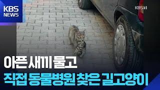 “치료해주세요”…아픈 새끼 물고 직접 동물병원 찾은 길고양이 [잇슈 SNS] / KBS  2025.06.23.