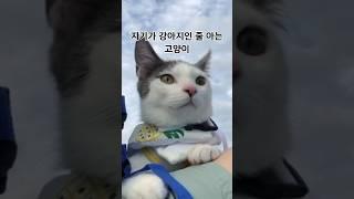 무늬만 고양이인 강아지