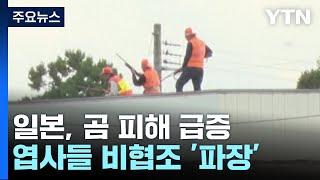 일본, 곰 피해 급증하는데...엽사들 "더 이상 협조 안 해!" / YTN