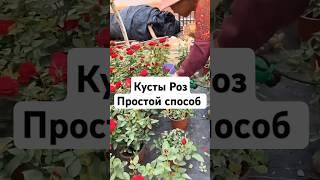 Кусты роз за копейки!  #рецепт #садоводничество #дача