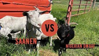 SAANEN vs. NIGERIAN DWARF Milk Goats