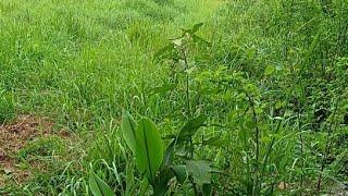 POTONG RUMPUT ILALANG DI TEMBOKAN️