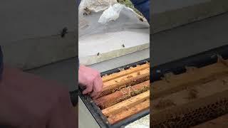Зачем знать о наличии трутня? Это дает понимание о реальных сроках поставок плодных маток. #пчелы