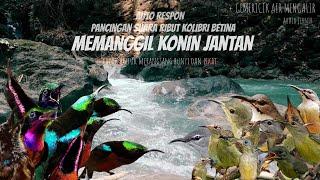 Ampuh Suara Konin Ribut Full Isian Untuk Pancingan Burung Auto Respon (Tidak Untuk -Pikat- )