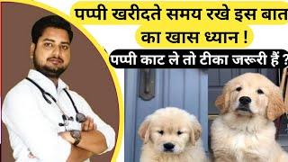 क्या पप्पी काट ले तो रेबीज होगी | Puppy खरीदते समय रखे इस बात का खास ध्यान | पप्पी को टीका कब