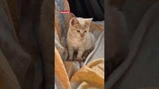 Motanul Danila - cel mai neînfricat motan #cat #pets #funny