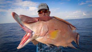 Gigantic HOGFISH {Catch Clean Cook} Spearfishing for family dinner