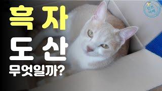 재테크 초보가 반드시 알아야 할 흑자도산의 의미 part1 | 재무제표공부하기 ep.3