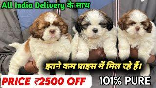 Top Quality Shih Tzu dog puppies for sale | All India Delivery | Best Quality Shihtzu Puppies