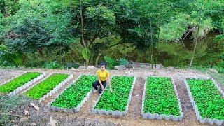 500 Day Here -/Create a Clean Vegetable Farm.../Vegetable Beds Made of Roofing Sheets