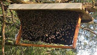 This Actually Worked !  Russian Scion Swarm Trap Caught  Honeybees Livestream