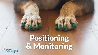 Positioning & Monitoring Dr. Buzby's ToeGrips for Dogs