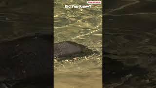  Surprising Facts: The Platypus' Egg-laying Mystery!  #animals