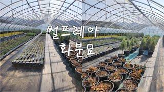 상담문의 : 010-3602-4106, [썰프레아 화분묘] #썰프레아 #화분묘