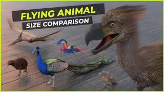 Flying Animal Size Comparison | 3D Size Comparison