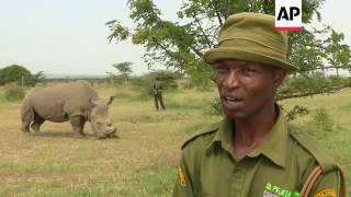 All hopes lie on the world's last male northern white rhino