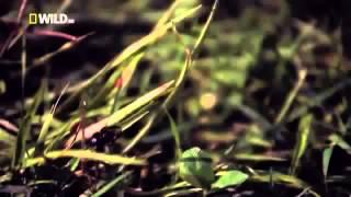 National Geographic   Super Spider Documentary