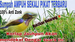 AMPUH️‍!!Suara Pikat Burung Kolibri Kelapa/Kolibri Manggar  Anti Zonk Anti Gagal @ObonKuy123