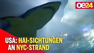 USA: Hai-Sichtungen an NYC-Strand