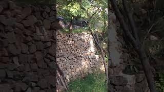 Black & White baby Goat | Mountain Village | Autumn | Nature Buddies #viral #viralshorts #uk #shorts