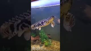 Water Dragon  #shorts #bichir #fish #aquarium #fishtank #monsterfish #dinosour #prehistoric