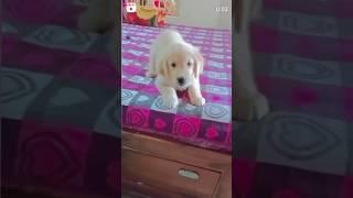 When she was 2 months old #shortsfeed #shortsviral #youtubeshorts #cute #goldenretriever #asvlog