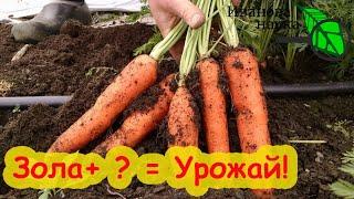 ЛУЧШЕ ЭТОЙ ПОДКОРМКИ НЕТ! Урожай моркови мешками! Финальная подкормка моркови перед уборкой.