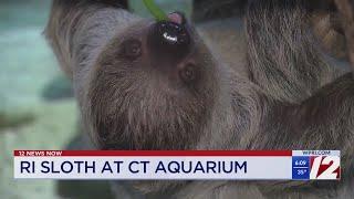 Roger Williams Park Zoo sloth moves to Connecticut aquarium