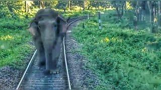 Elephant attacks Passenger Train