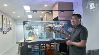 Stunning Underwater home fish media Explore the Beauty of a Plant Aquarium #136