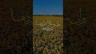 Quran recitation with translation #quran