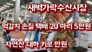 먹갈치 20마리 손질 택배 5만원, 자연산 대하  키로 만으로 흰다리새우 보다 저렴[가락수산시장]