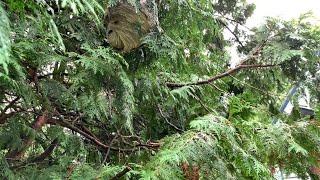 White Faced Hornets Nest Vs. Shop Vac