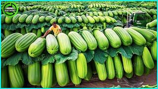 The Most Modern Agriculture Machines That Are At Another Level , How To Harvest Papaya In Farm ▶1