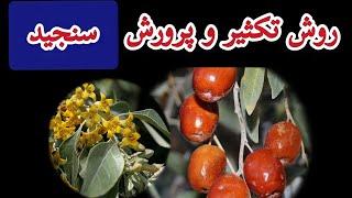 روش تکثیر و پرورش درخت سنجید