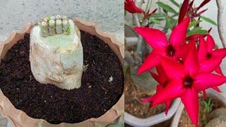 Adenium Caudex Multi Special Grafting Technique | Desert Rose Plant