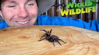 Worlds Most Venomous Spider -The Sydney Funnel-Web