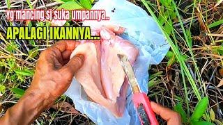 Memancing pakai ayam || umpan empuk untuk ikan Toman