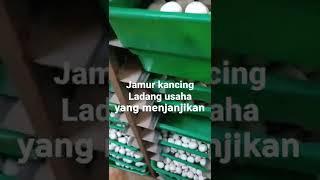 untung puluhan juta sehari || usaha jamur kancing #shorts