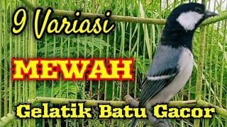 Gelatik batu gacor dengan 9 variasi mewah + istimewah