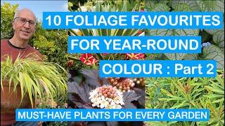 10 FOLIAGE FAVOURITES FOR YEAR-ROUND COLOUR – Part 2: MUST-HAVE PLANTS FOR EVERY PATIO & GARDEN