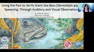 "Using the Past to Verify Giant Sea Bass Spawning: Through Auditory and Visual Observations"