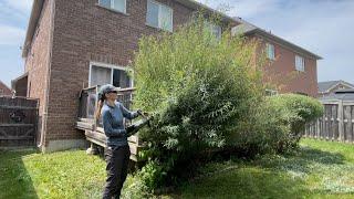 Backyard Trimming & Mowing using BATTERY EQUIPMENT