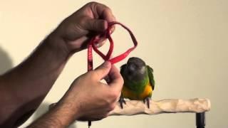 Putting Aviator Harness on Parrots in 10 Seconds!