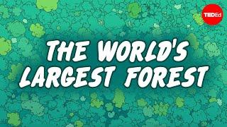 Is the Amazon Rainforest disappearing? - Anna Rothschild