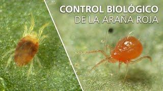 Control biológico de la araña roja - Neoseiulus californicus