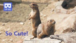 3D 180VR 4K Black tailed Prairie dogs Wahhhh So Cute!