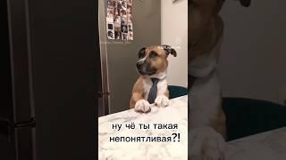 Пантомима. Депутат) #ханна #актриса #угадай #собаки #говорящаясобака #юмор