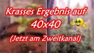 Grow Report | 40x40 Growbox | Krasser Ertrag | Caluma Force LED 75W | 4 Pflanzen